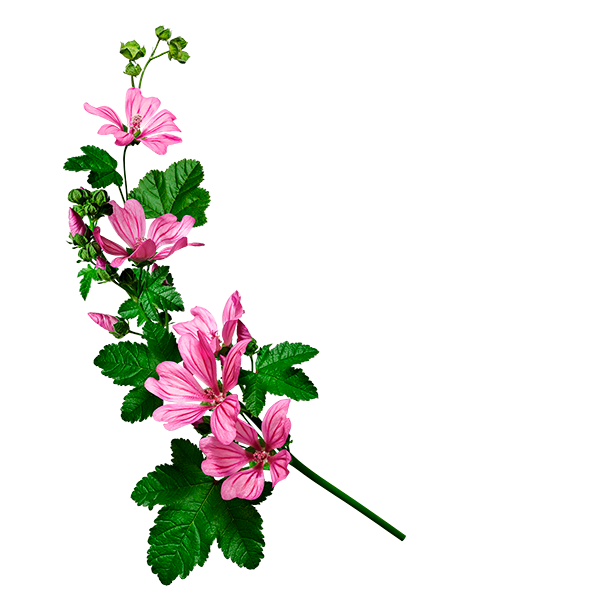 Malva-dx Malva-dx