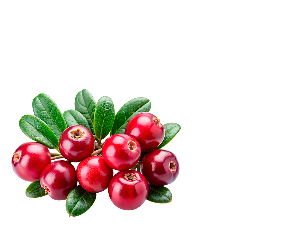 Salsapariglia-dx Salsapariglia-dx