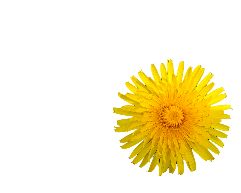 Tarassaco-sx Tarassaco-sx