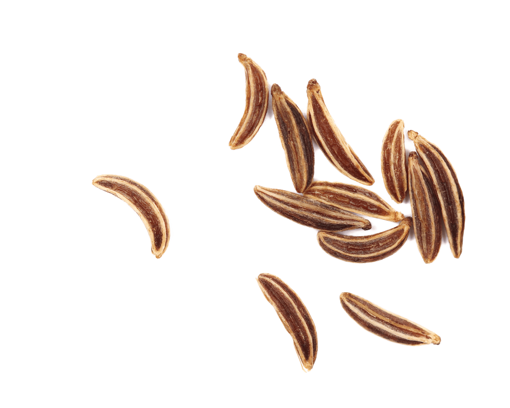 carvi carvi