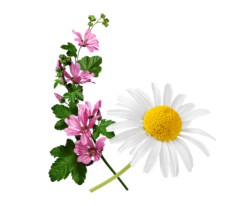 malva-camomilla-def malva-camomilla-def