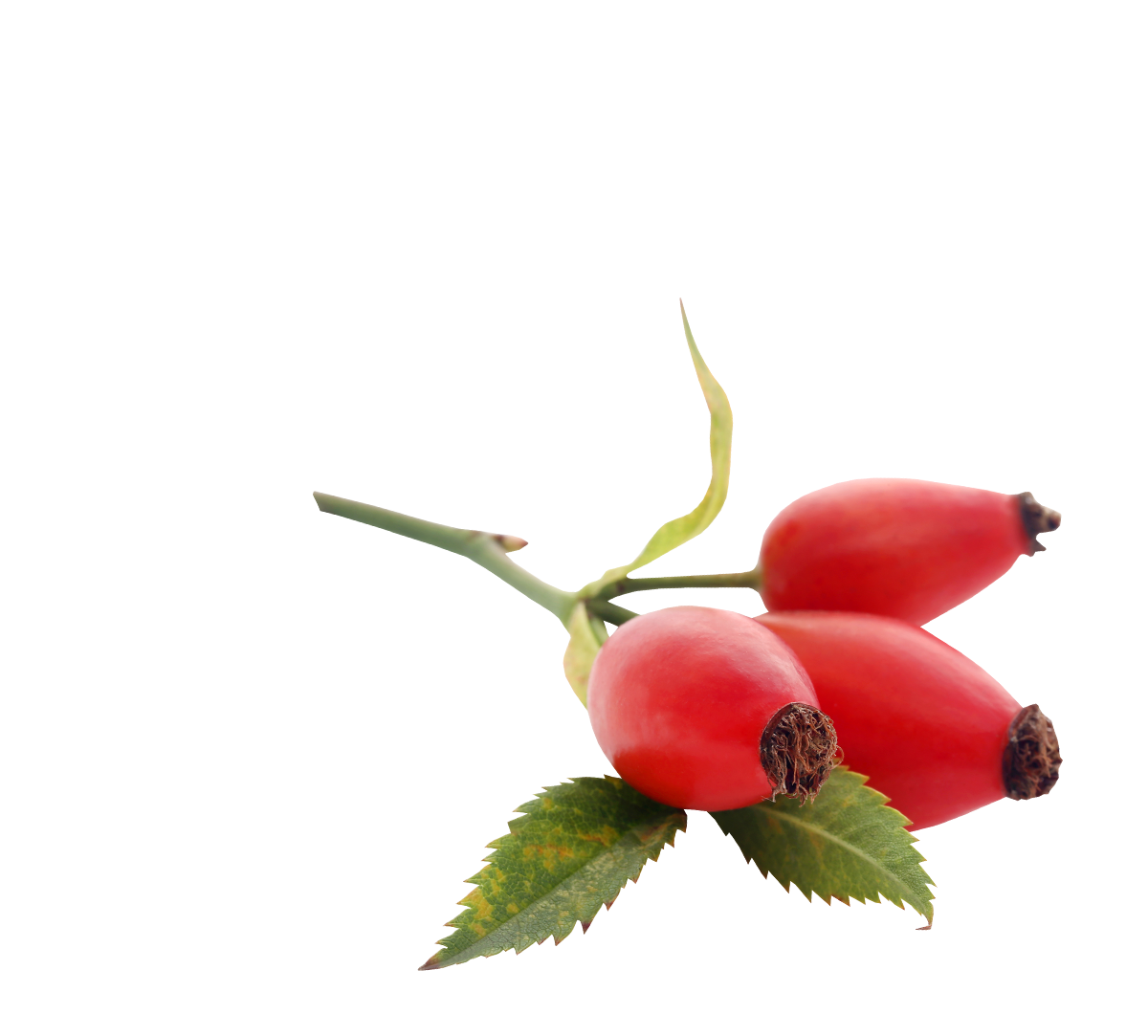 rosa rosa