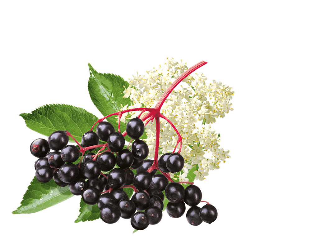 sambuco-dx sambuco-dx