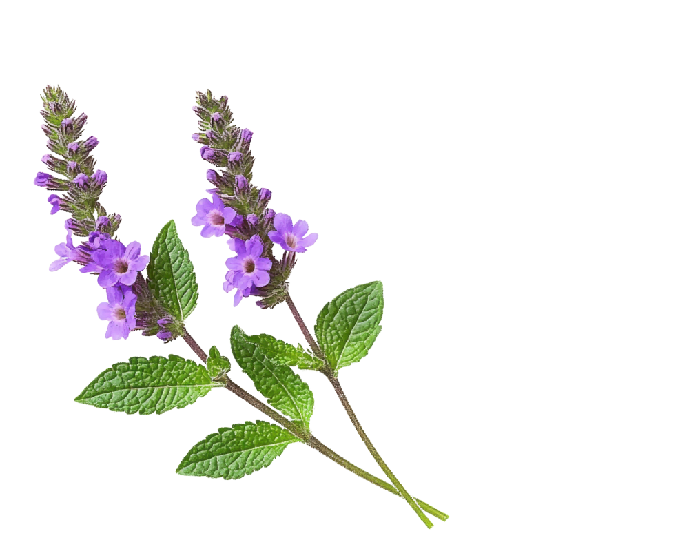 verbena-tisalis