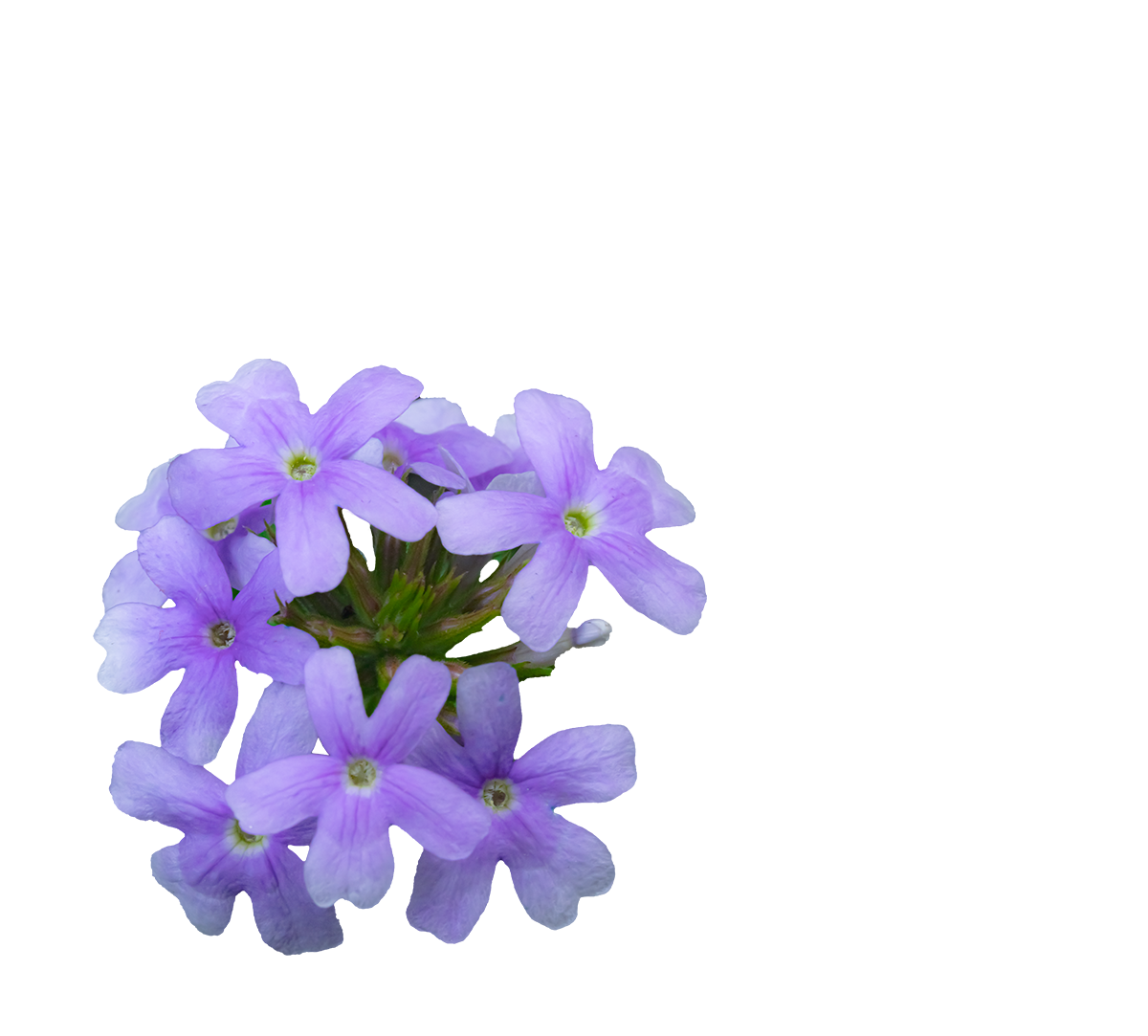 verbena02