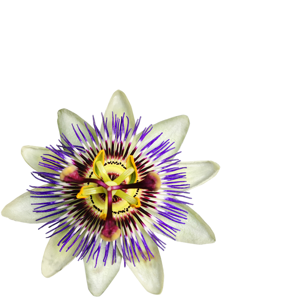 Passiflora-dx3