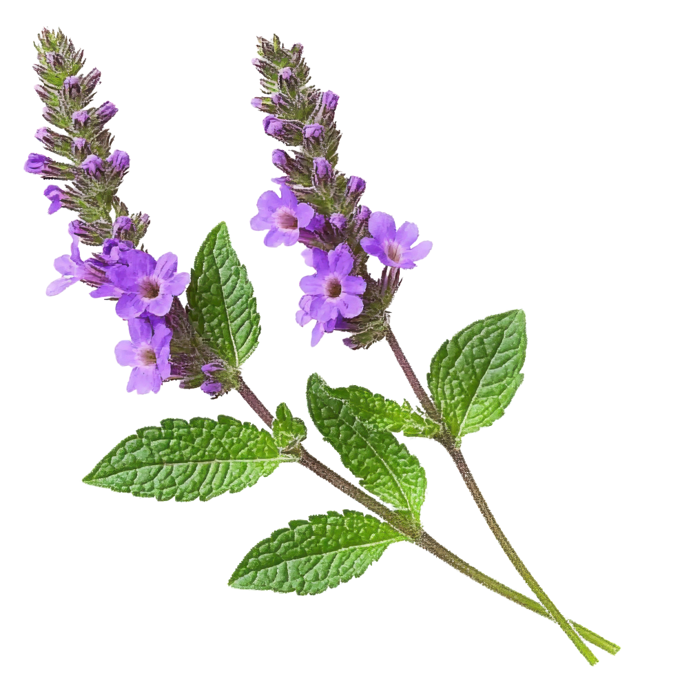 Verbena-dx Verbena-dx