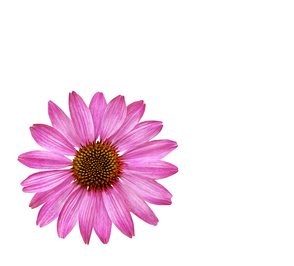 echinacea-dx