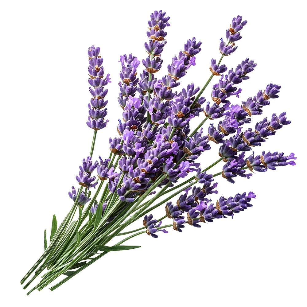lavanda-sx
