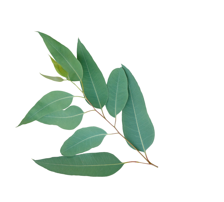 Eucalipto02 Eucalipto02