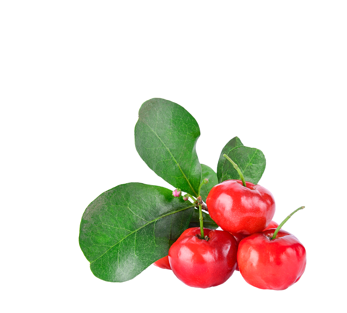 acerola-sx